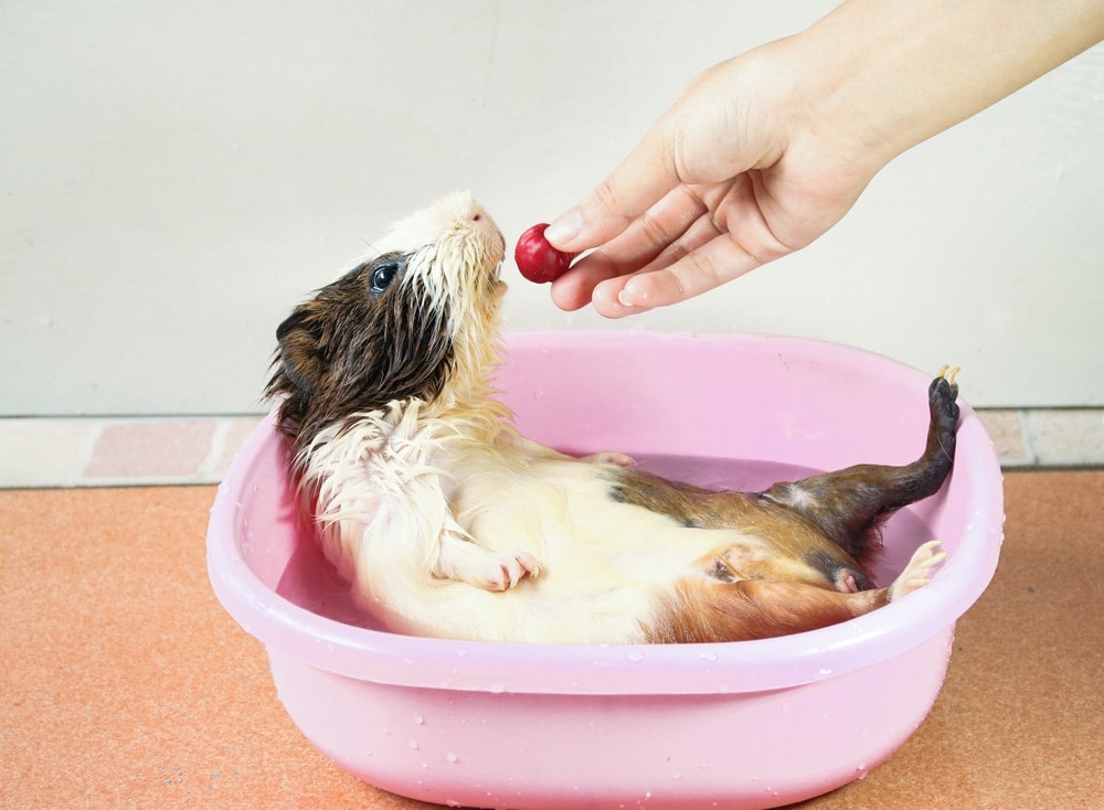 Guinea Pig Bathing 