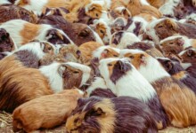 Breeding Guinea Pigs: What You Need to Know