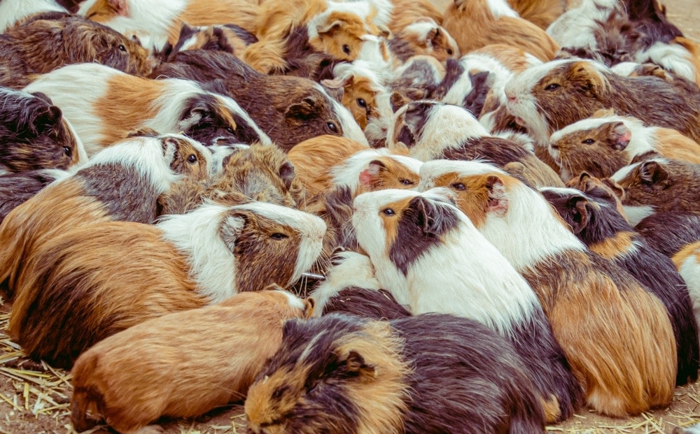 guinea pig billion