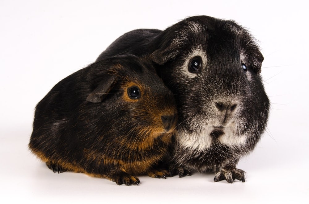 guinea pig black