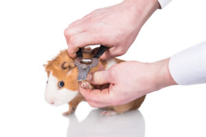 guinea pig clipping nails 1