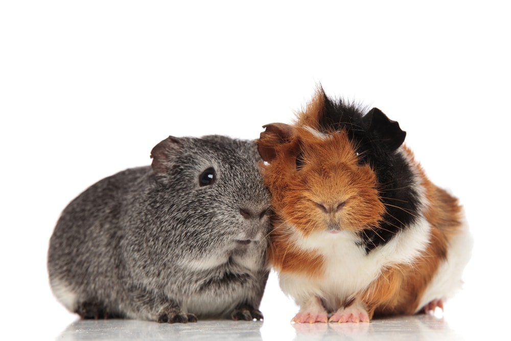 guinea pig couple