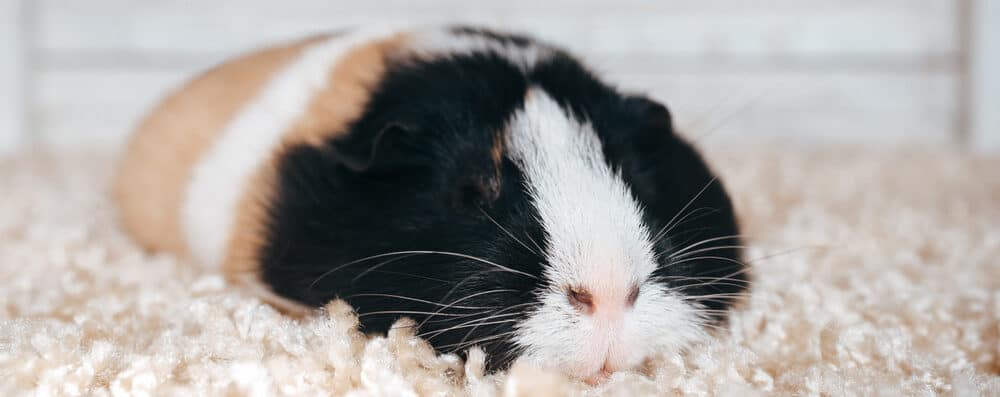 guinea pig dead e1589726128421