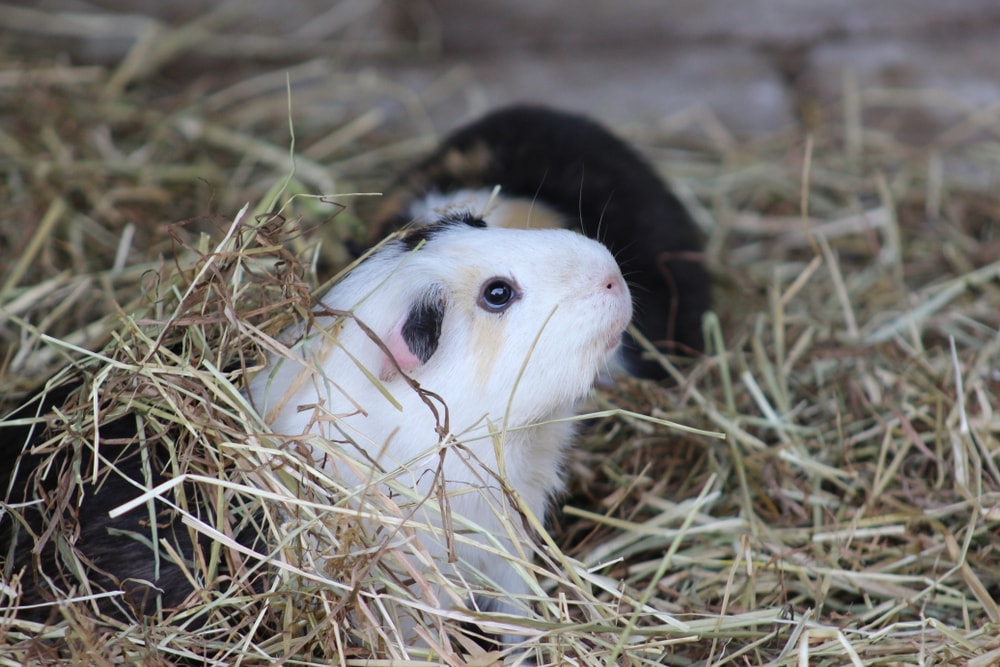 guinea pig depressed