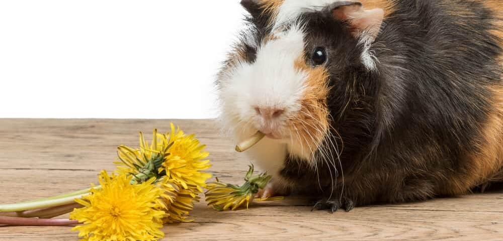 guinea pig eat dandelion happily e1589727117236