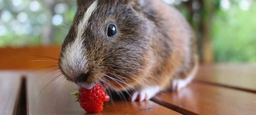 Can Guinea Pigs Eat Strawberries? - Petsoid