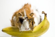 Can Guinea Pigs Eat Bananas?