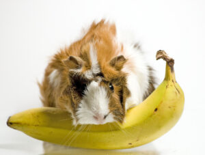 guinea pig eats banana