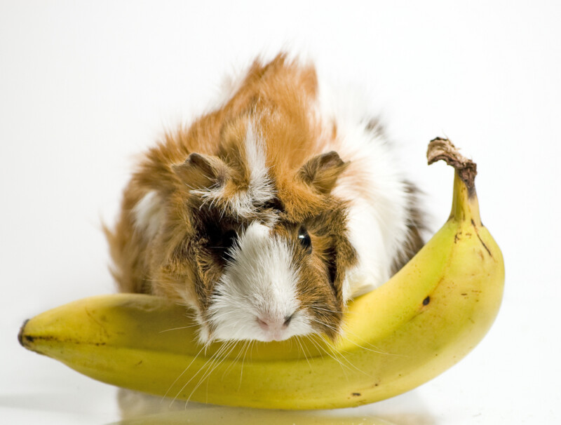 Can Guinea Pigs Eat Bananas? » Petsoid