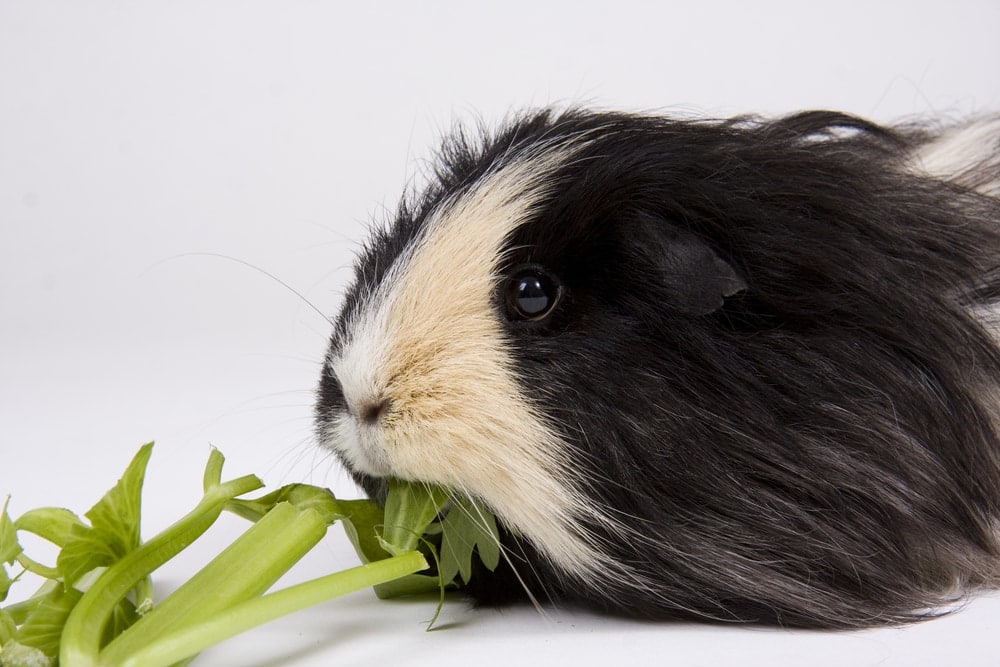guinea pig eats celery