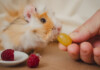 Can Guinea Pigs Eat Grapes?