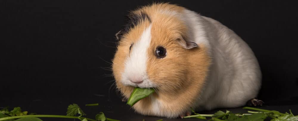 can-guinea-pigs-eat-spinach-petsoid