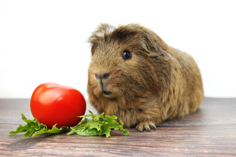 Can Guinea Pigs Eat Tomatoes? » Petsoid