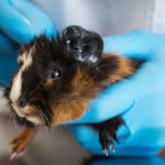 guinea pig eye infection