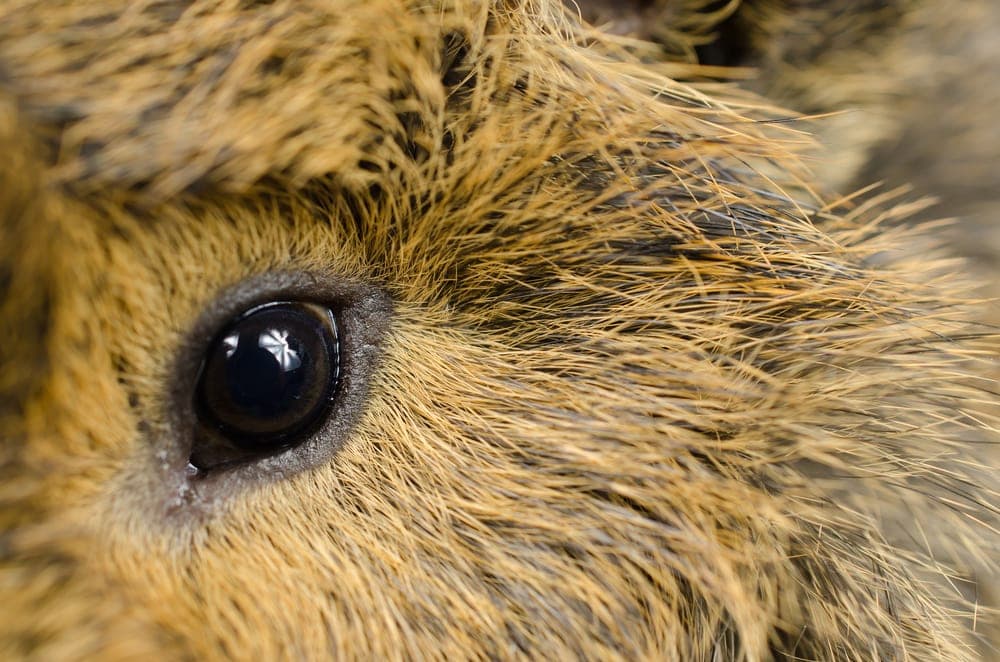 guinea pig eye