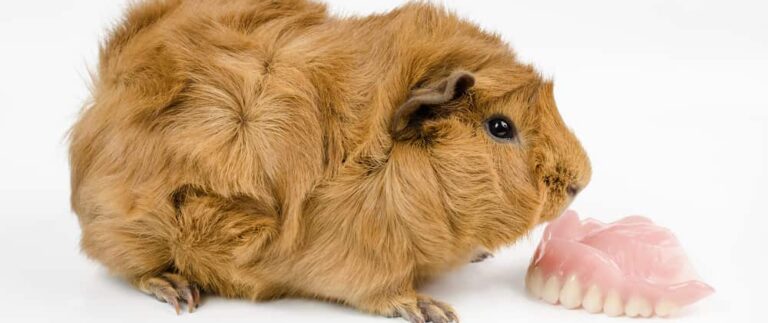 Guinea Pig Teeth Guide Petsoid