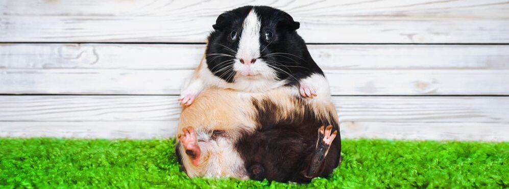 cute fat guinea pigs