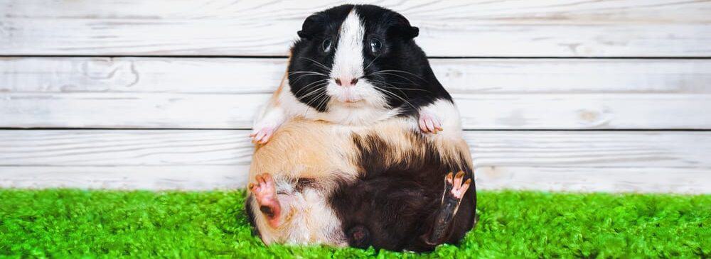 fat guinea pig