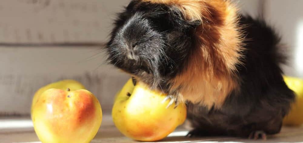 guinea pig funny yellow apple e1589646114781