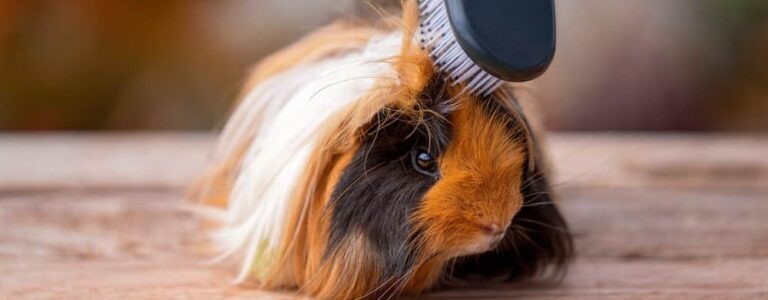 Guinea Pig Grooming & Nail Clipping » Petsoid