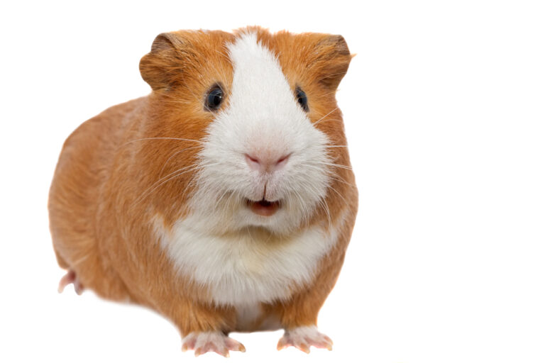 Guinea Pig Sounds How They Communicate » Petsoid