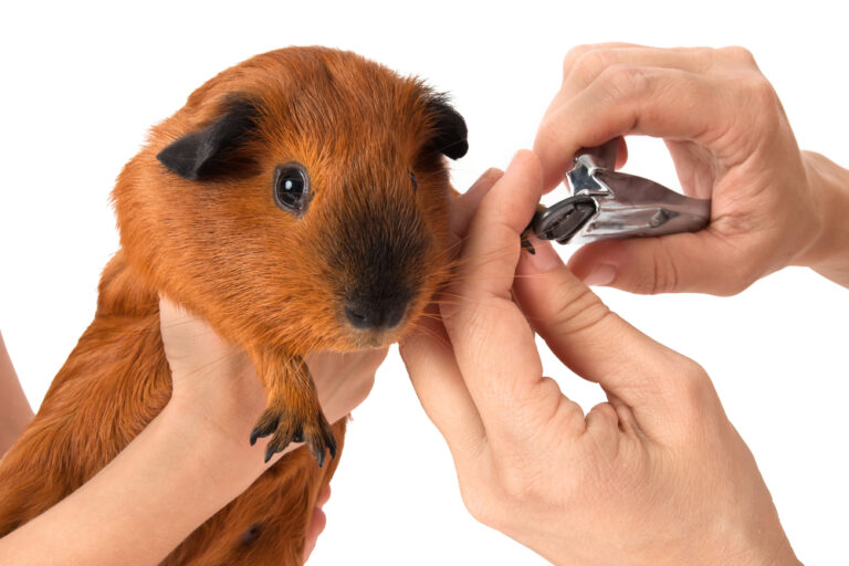 How to Cut Guinea Pig Nails » Petsoid