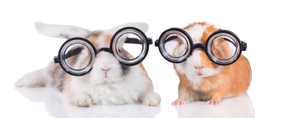 guinea pig in a glasses