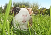 Can Guinea Pigs Live Outside?