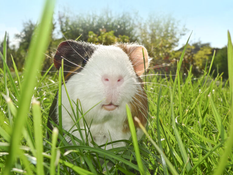 Can Guinea Pigs Live Outside? » Petsoid