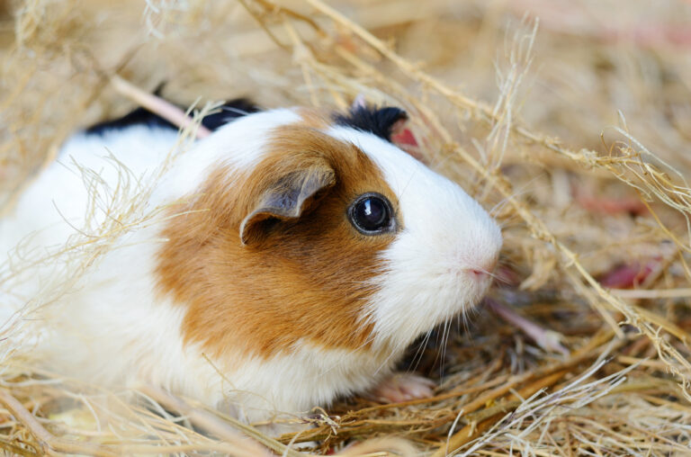 Can Guinea Pigs Eat Kiwi? » Petsoid