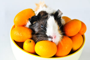 guinea pig in oranges