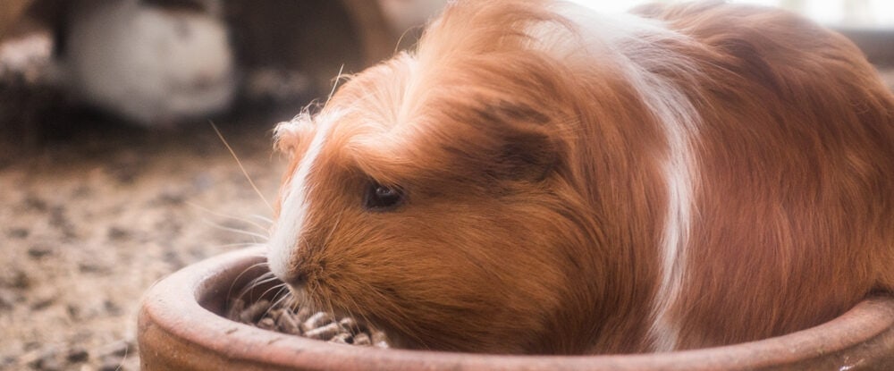 can guinea pigs die of depression