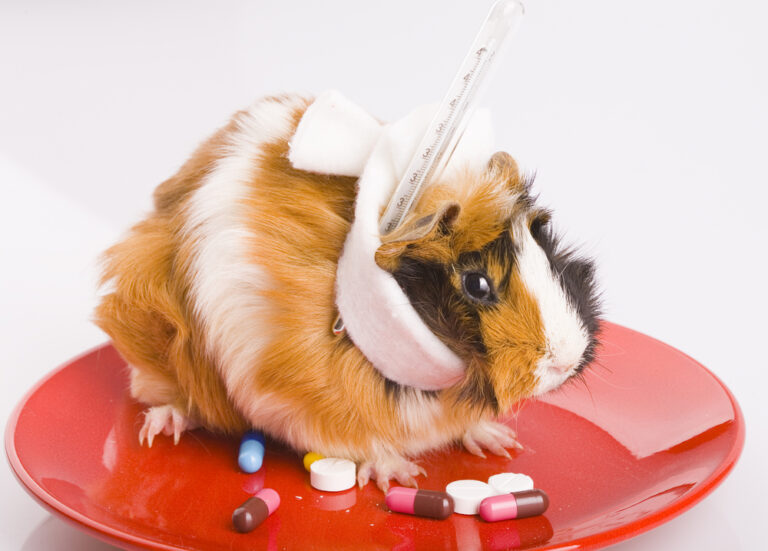 Common Guinea Pig Diseases You Have to Know About » Petsoid