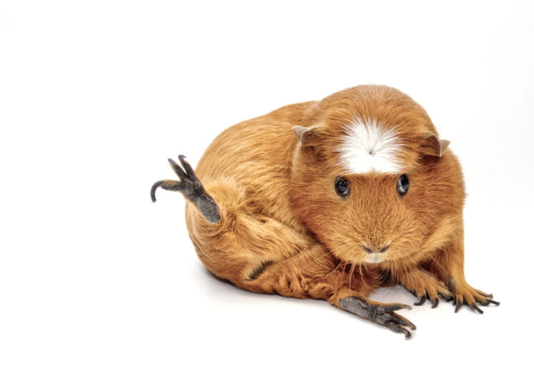 Broken Guinea Pig Legs Treatments & Info » Petsoid