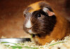 Can Guinea Pigs Be Left Alone And For How Long?