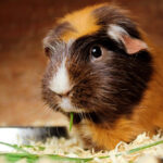 guinea pig lonely