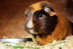 guinea pig lonely