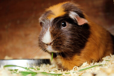 Can Guinea Pigs Be Left Alone And For How Long? » Petsoid