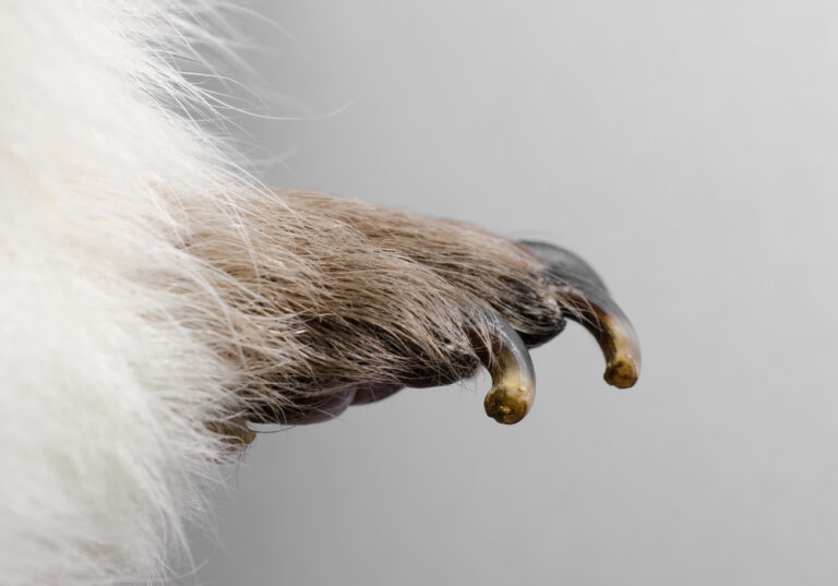 How to Cut Guinea Pig Nails » Petsoid