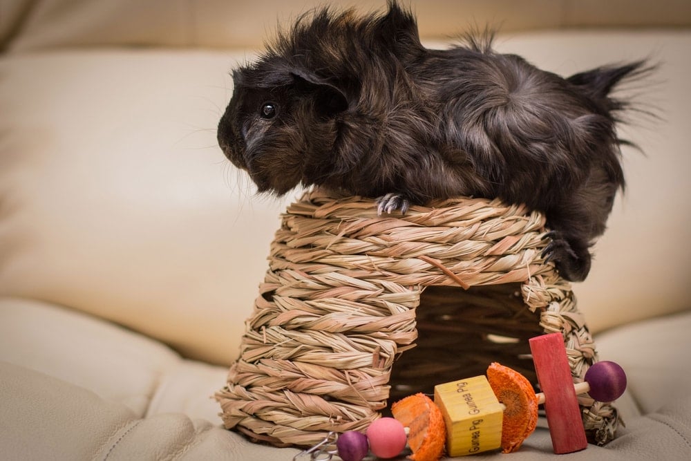 guinea pig on a basket