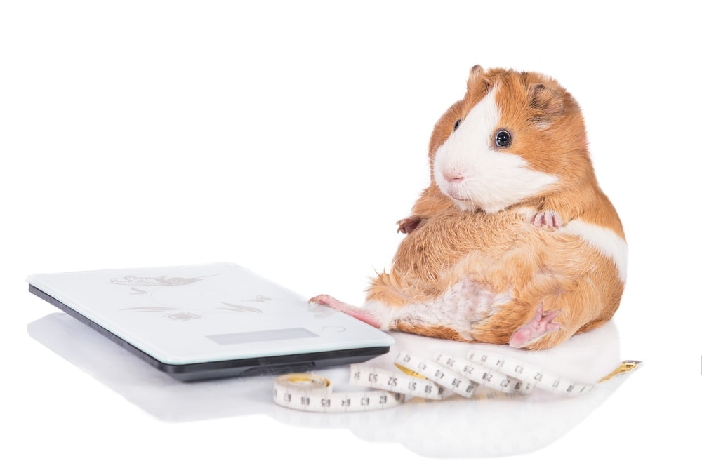 guinea pig overweight