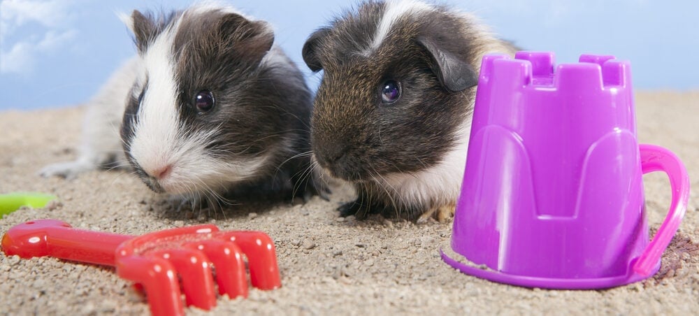 guinea pig play with toys e1589643593721