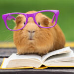 guinea pig red reading