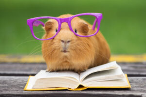 guinea pig red reading