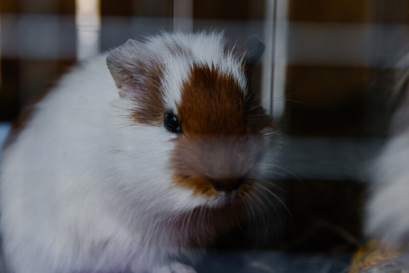 Can Guinea Pigs Be Depressed? » Petsoid