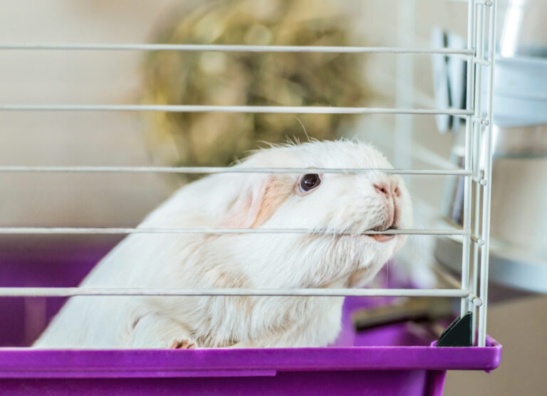 Can Guinea Pigs Be Left Alone And For How Long? » Petsoid