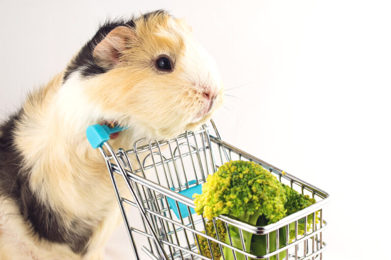 Can Guinea Pigs Eat Broccoli? » Petsoid