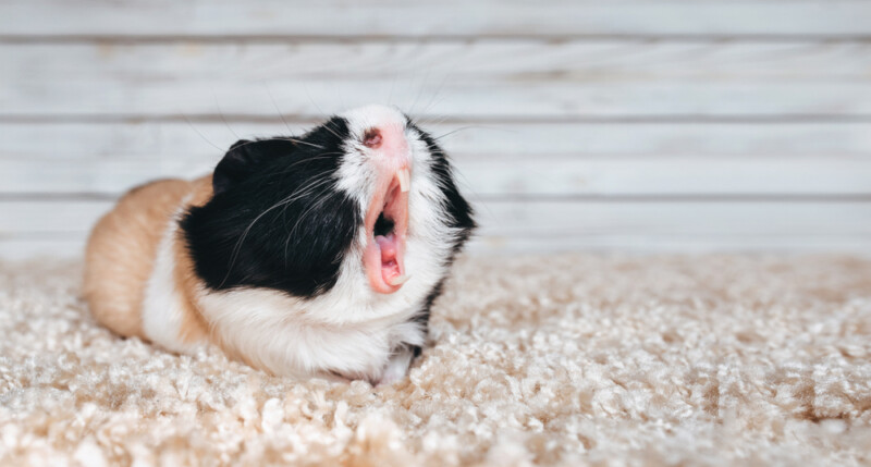 Guinea Pig Sounds: How They Communicate » Petsoid