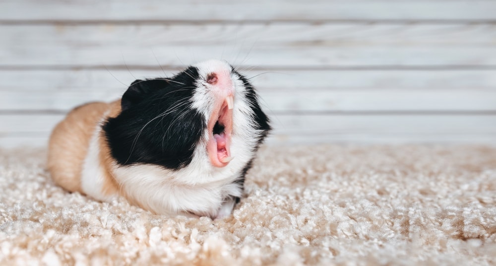 guinea pig singing