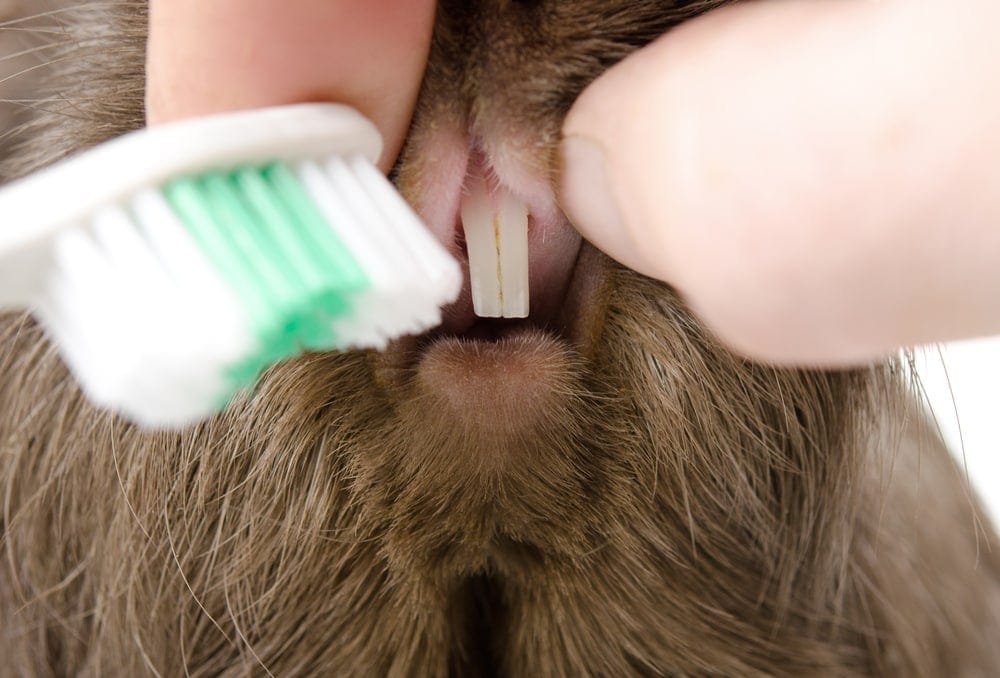 guinea pig tooth brush